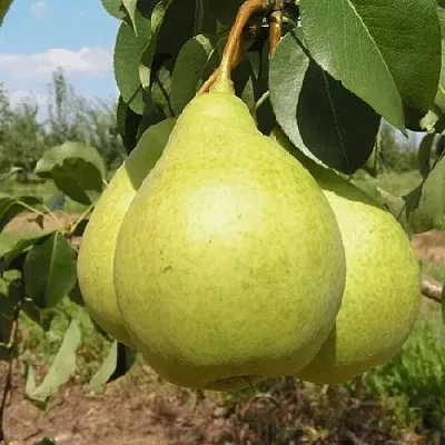 Груша МЕДОВАЯ колонновидная  Груша Медовая Колонновидная в Подольске