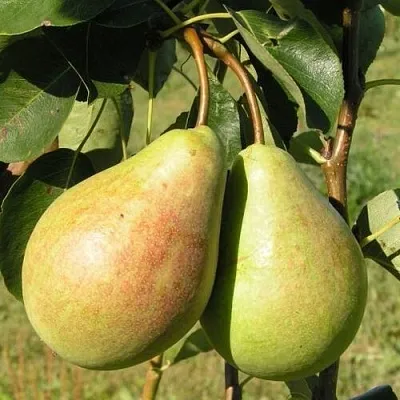 Груша ДУХМЯНАЯ  Груша ДУХМЯНАЯ в Подольске