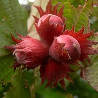 Фундук МОСКОВСКИЙ РУБИН  Фундук МОСКОВСКИЙ РУБИН в Подольске