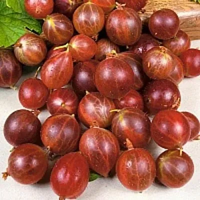 Крыжовник ОЛАВИ (ХИННОНМАЕН ПУНАЙНЕН)  Крыжовник ОЛАВИ (ХИННОНМАЕН ПУНАЙНЕН) в Подольске