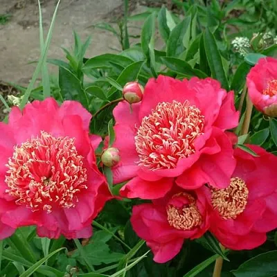 Пион БАРРИНГТОН БЕЛЬ травянистый в Подольске