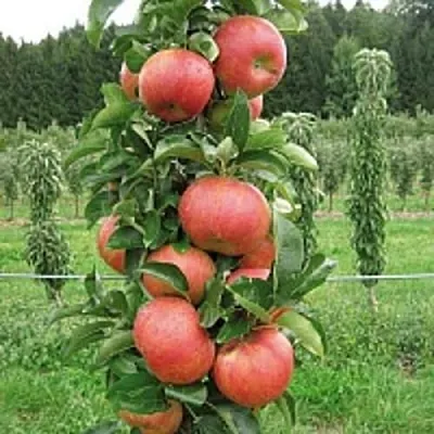 Яблоня ЯНТАРНОЕ ОЖЕРЕЛЬЕ колонновидная  Яблоня ЯНТАРНОЕ ОЖЕРЕЛЬЕ колонновидная в Подольске