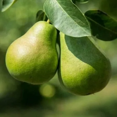 Груша Г-1 колонновидная  Груша Г-1 колонновидная в Подольске