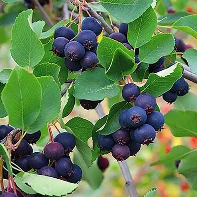 Ирга THIESSEN в Подольске