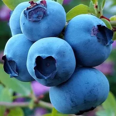 Голубика в Подольске