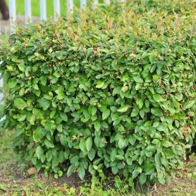 Кизильник блестящий в Подольске