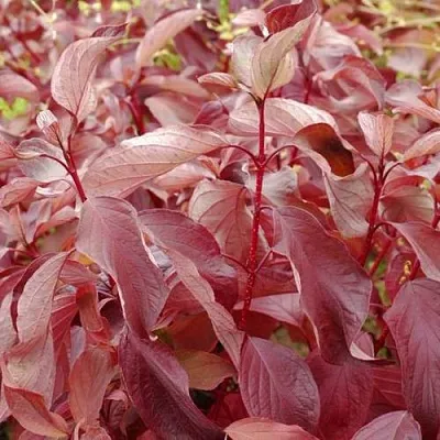 Дерен КРАСНЫЙ в Подольске