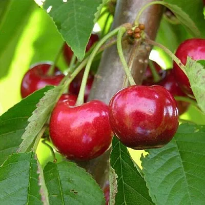 Черешня 15-26-5  Черешня 15-26-5 в Подольске