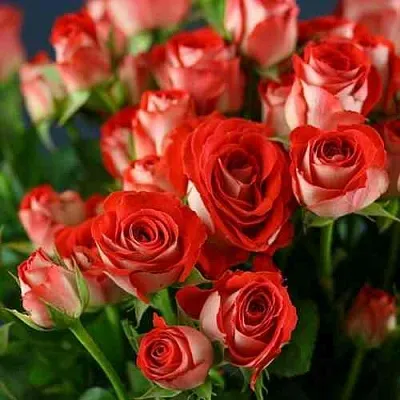 Саженцы роз ЗОДИАК спрей  Саженцы роз ЗОДИАК спрей в Подольске