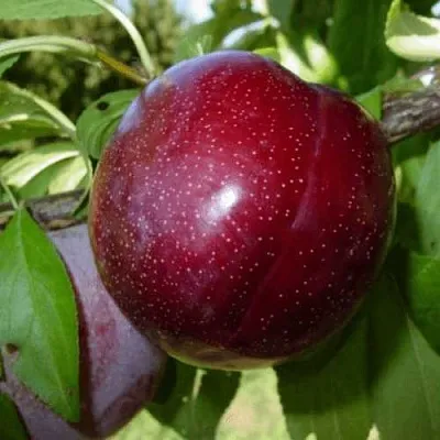 ШАРАФУГА  ШАРАФУГА в Подольске