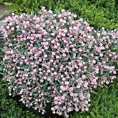 Андромеда БЛЮ АЙС многолистная  Андромеда БЛЮ АЙС многолистная в Подольске