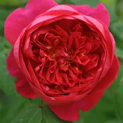 Саженцы роз БЕНДЖАМИН БРИТТЕН шраб  Саженцы роз БЕНДЖАМИН БРИТТЕН шраб в Подольске