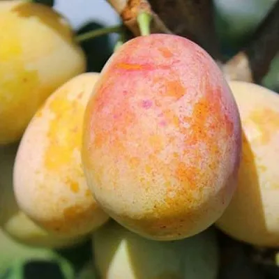 АПРИМИРА  АПРИМИРА в Подольске