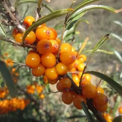 Облепиха СУДАРУШКА  Облепиха СУДАРУШКА в Подольске