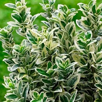 Бересклет  Бересклет в Подольске