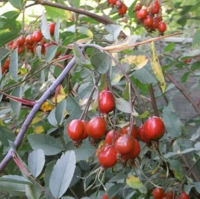 Саженцы роз сизая — описание сорта Саженцы роз сизая в Подольске