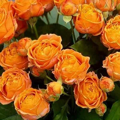 Саженцы роз КОРАЛ БАБЛС спрей  Саженцы роз КОРАЛ БАБЛС спрей в Подольске