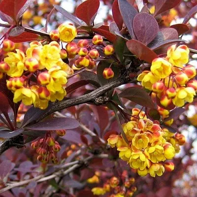 Барбарис СУПЕРБА оттавский   Барбарис СУПЕРБА оттавский  в Подольске