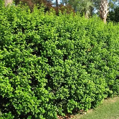 Живая изгородь в Подольске