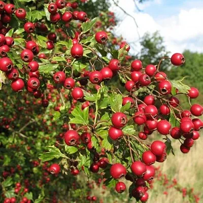 Боярышник ЗБИГНЕВ  Боярышник ЗБИГНЕВ в Подольске