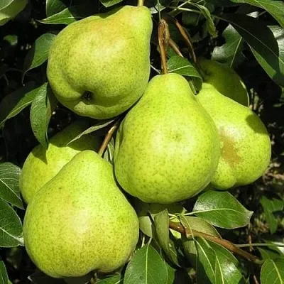 Груша АВГУСТОВСКАЯ РОСА  Груша АВГУСТОВСКАЯ РОСА в Подольске