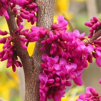 Церцис  Церцис в Подольске