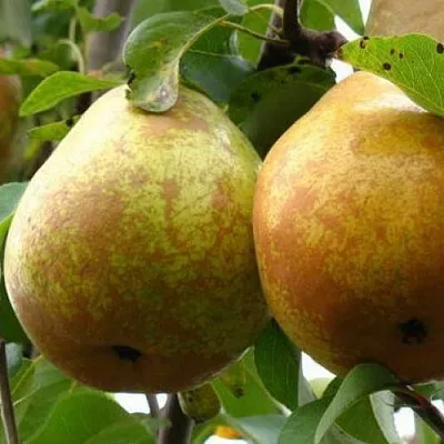 Груша БЕЛОРУСКА  Груша БЕЛОРУСКА в Подольске