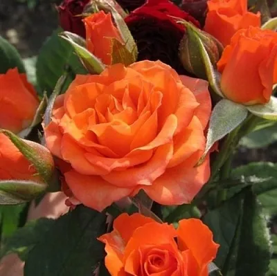 Саженцы роз АЛЕГРИЯ спрей  Саженцы роз АЛЕГРИЯ спрей в Подольске