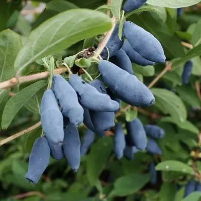 Жимолость съедобная ТОМИ японская  Жимолость съедобная ТОМИ японская в Подольске