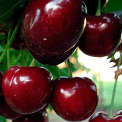 Черешня ВАСИЛИСА  Черешня ВАСИЛИСА в Подольске