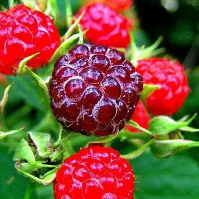 Княженика в Подольске