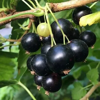 Смородина чёрная ДАБРАДЗЕЯ в Подольске