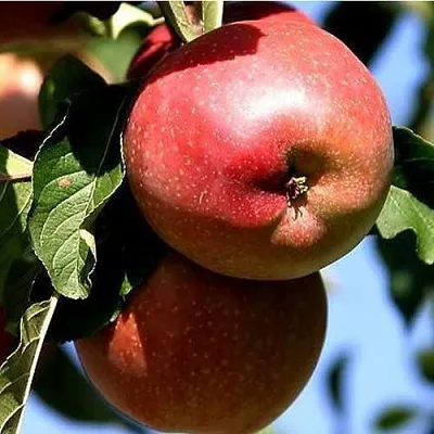 Яблоня АНТЕЙ КИЕВСКИЙ колонновидная  Яблоня АНТЕЙ КИЕВСКИЙ колонновидная в Подольске