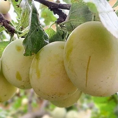 Слива УТРО  Слива УТРО в Подольске