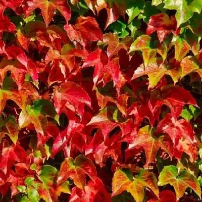 Девичий виноград тройчатый ВИЧИ  Девичий виноград тройчатый ВИЧИ в Подольске