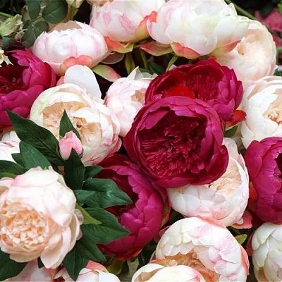 Пионы в Подольске