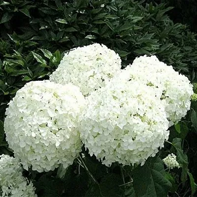 Гортензия АННАБЕЛЬ древовидная  Гортензия АННАБЕЛЬ древовидная в Подольске