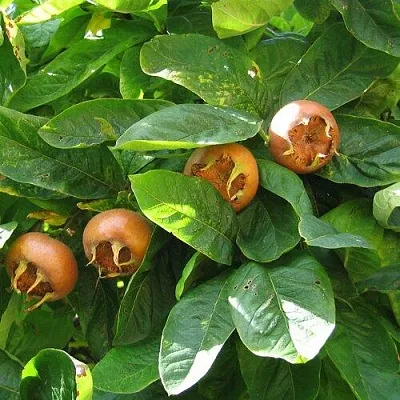 Экзотические растения в Подольске