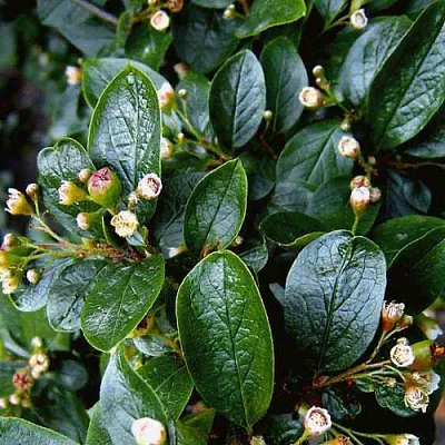 Кизильник  Кизильник в Подольске