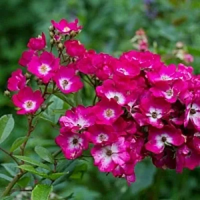 Саженцы роз МАРДЖОРИ ФЕЙР полиантовая  Саженцы роз МАРДЖОРИ ФЕЙР полиантовая в Подольске