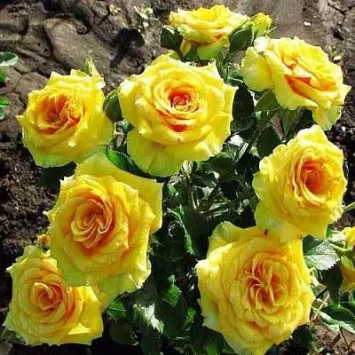 Саженцы роз САН СИТИ спрей  Саженцы роз САН СИТИ спрей в Подольске