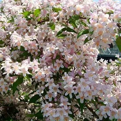 Кольквиция  Кольквиция в Подольске