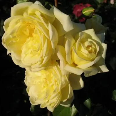 Саженцы роз КАЗИНО плетистая  Саженцы роз КАЗИНО плетистая в Подольске