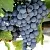 Виноград ЧЕСУРАН в Подольске