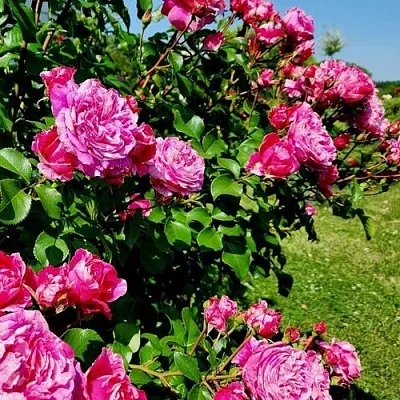 Саженцы роз ИНЕС САСТР плетистая  Саженцы роз ИНЕС САСТР плетистая в Подольске