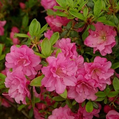 Азалия РОЗИНЕТТА японская  Азалия РОЗИНЕТТА японская в Подольске