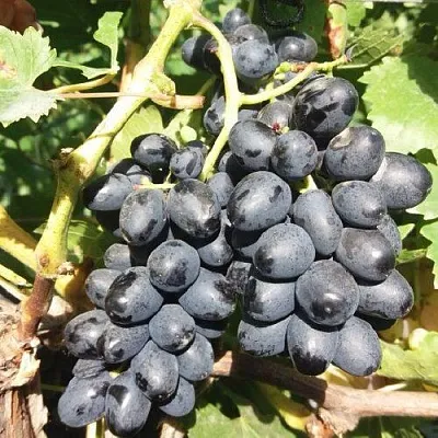Виноград КИШМИШ АТТИКА  Виноград КИШМИШ АТТИКА в Подольске