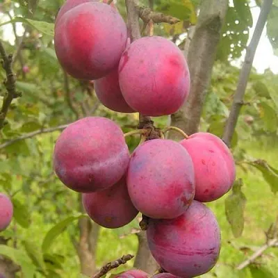 Слива ЭДИНБУРГСКАЯ  Слива ЭДИНБУРГСКАЯ в Подольске