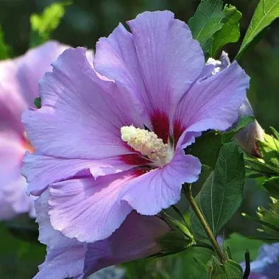 Гибискус  Гибискус в Подольске