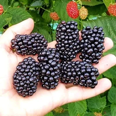 Ежевика ОУАЧИТА бесшипная — описание сорта Ежевика ОУАЧИТА бесшипная в Подольске